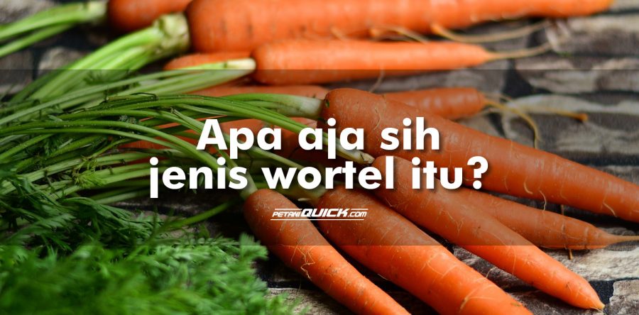 Jenis-Jenis Wortel