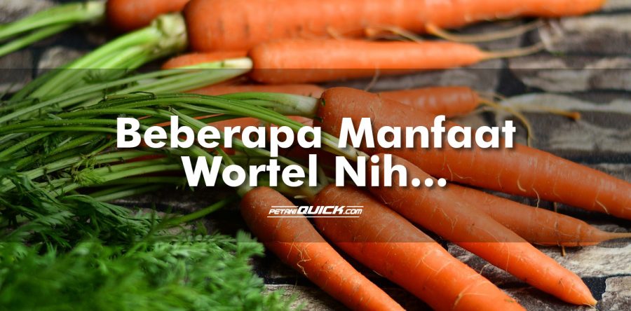 Beberapa Manfaat Wortel
