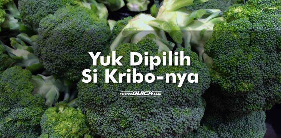 Cara Memilih dan Menyimpan Si Kribo