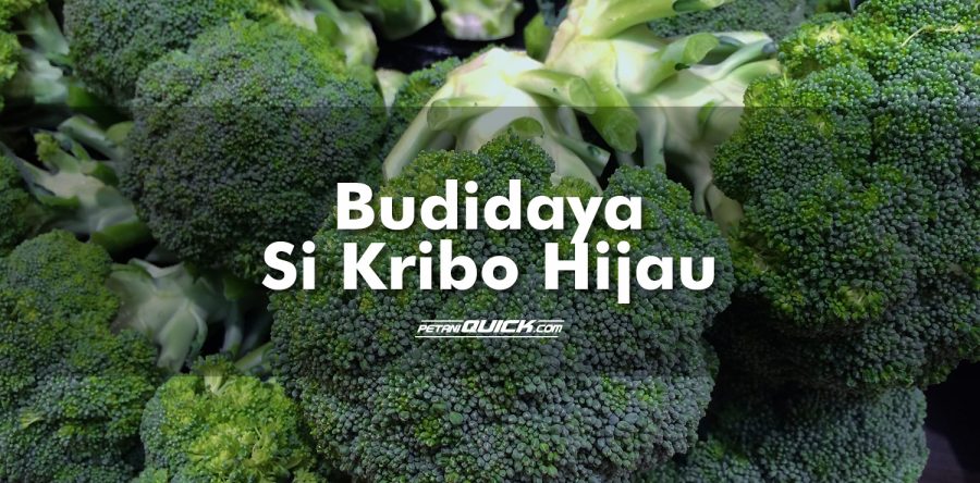 Budidaya Si Kribo Brokoli Petani Quick