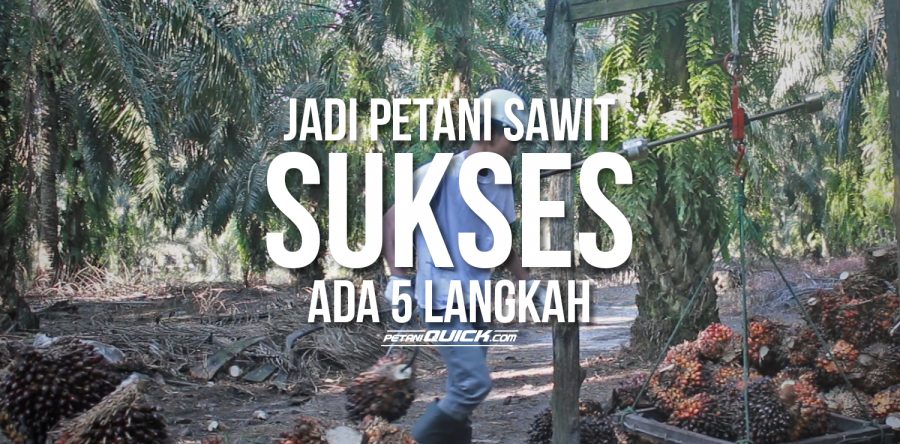 5 Langkah Penyiapan Lahan Sawit yang Tak Boleh Diabaikan