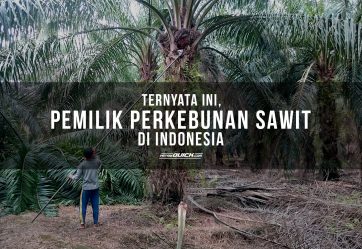 perkebunan sawit, lahan sawit, pemilik sawit, kebun sawit, kelapa sawit, harga sawit