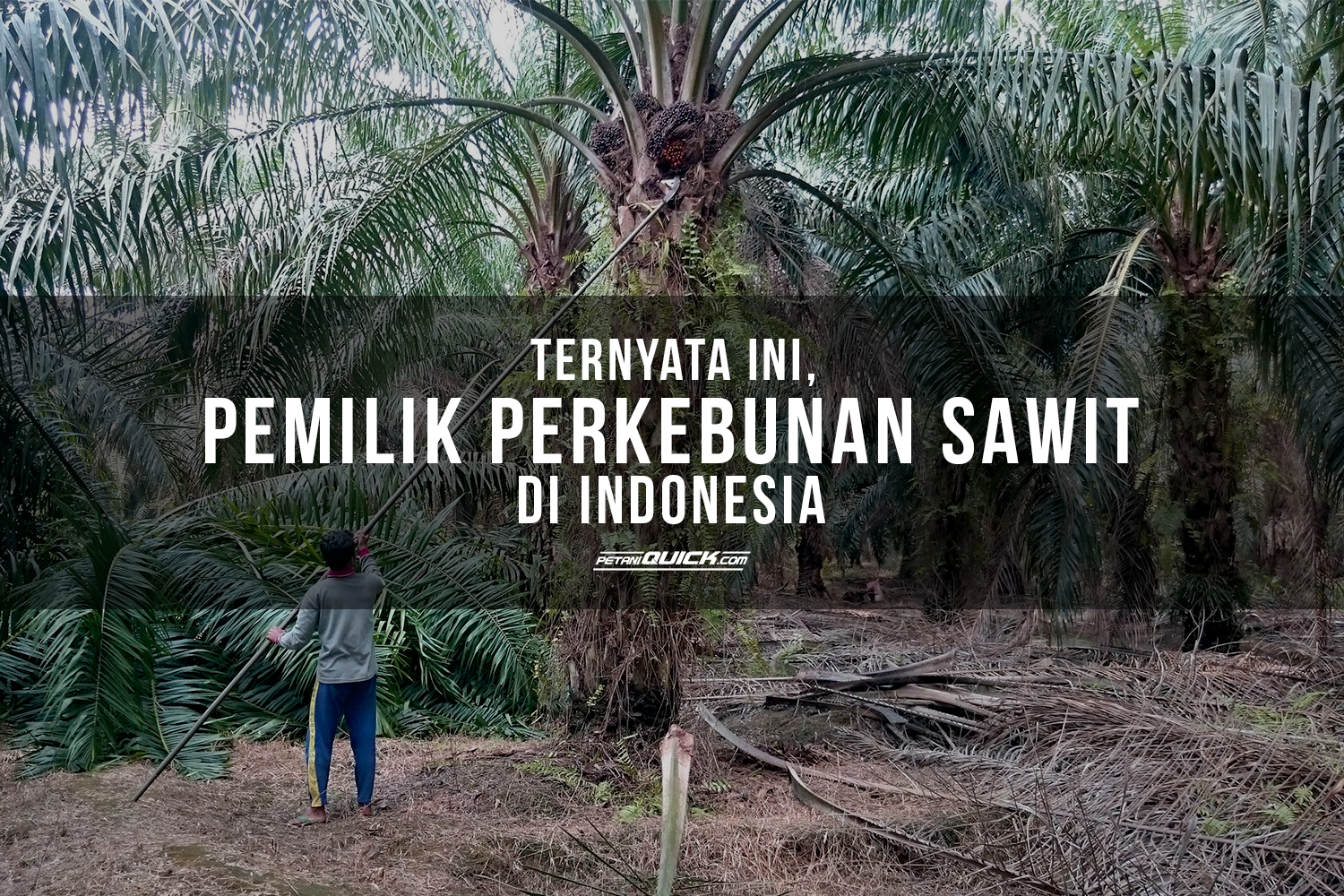 TERNYATA INI, PEMILIK PERKEBUNAN SAWIT DI INDONESIA | Petani Quick