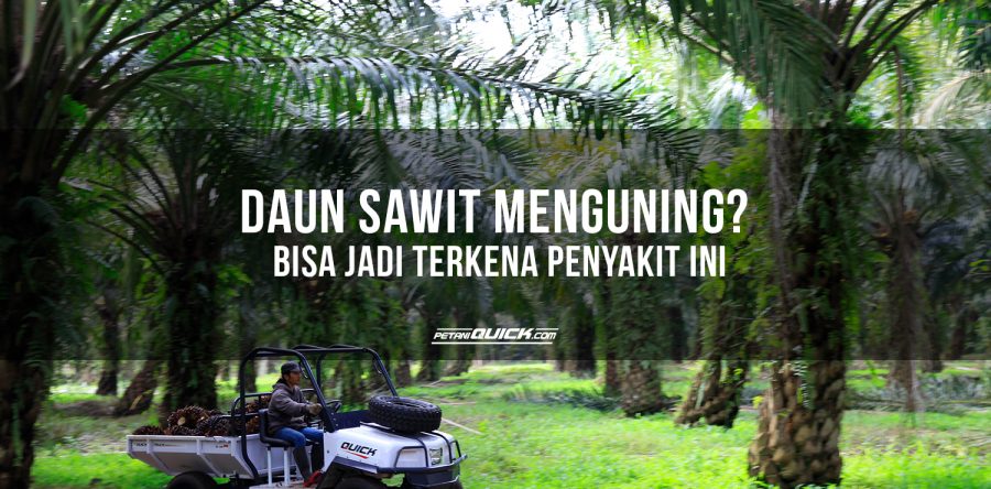 Daun Sawit Menguning? Bisa Jadi Terkena Penyakit Ini