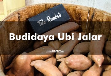 Budidaya Ubi Jalar