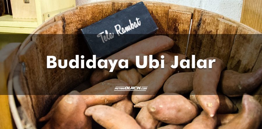 Budidaya Ubi Jalar