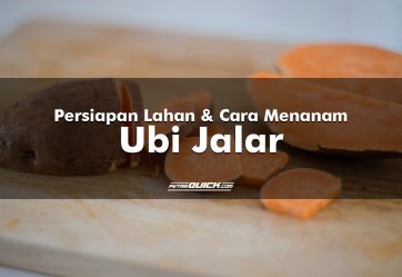 Persiapan Lahan dan Cara Menanam Ubi Jalar