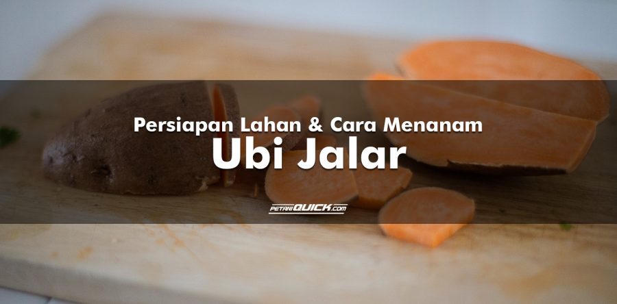 Persiapan Lahan dan Cara Menanam Ubi Jalar