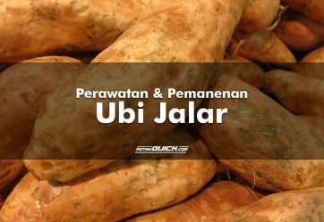 Perawatan dan Pemanenan Ubi Jalar