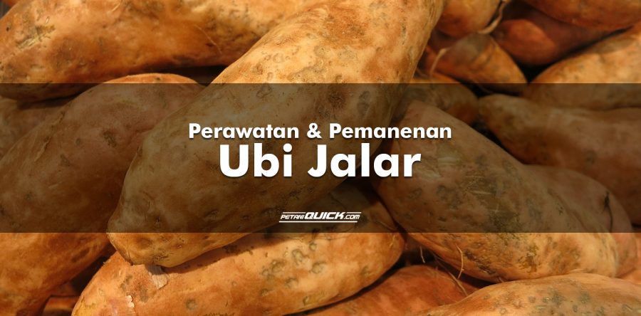 Perawatan dan Pemanenan Ubi Jalar