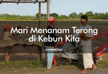 budidaya terong, jenis terong, membajak lahan terong, bajak sayur