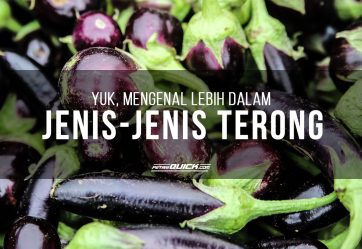 YUK, MENGENAL LEBIH DALAM JENIS-JENIS TERONG