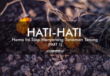 HATI-HATI, HAMA INI SIAP MENYERANG TANAMAN TERONG (PART 1)