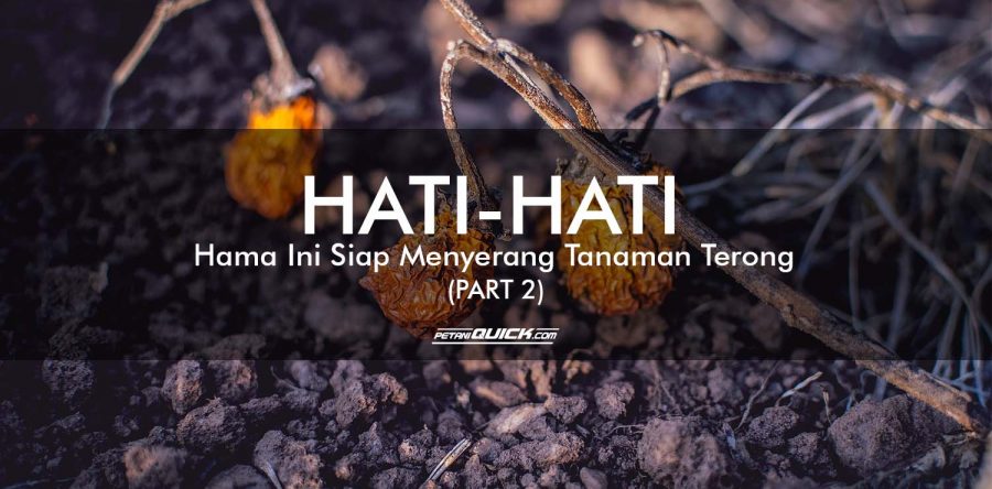HATI-HATI, HAMA INI SIAP MENYERANG TANAMAN TERONG (PART 2)