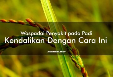 Waspadai Penyakit pada Padi, Kendalikan Dengan Cara Ini