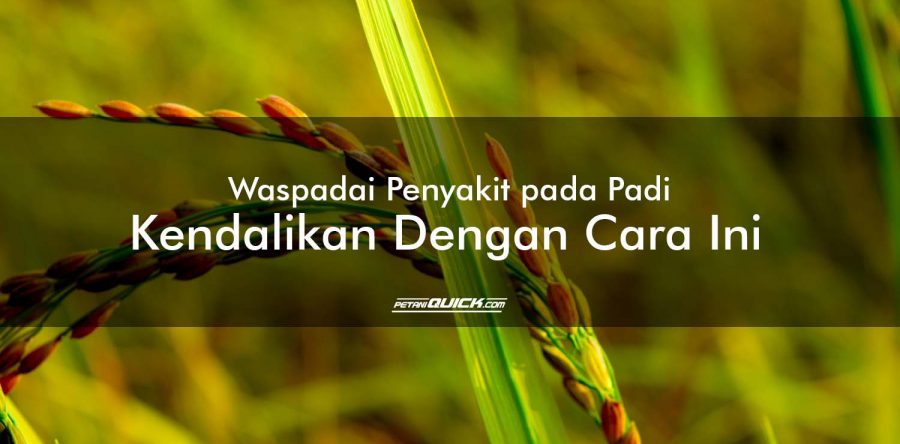 Waspadai Penyakit pada Padi, Kendalikan Dengan Cara Ini