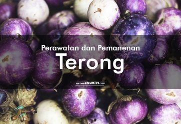 Perawatan dan Pemanenan Terong