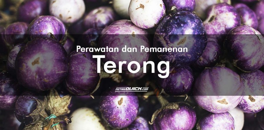 Perawatan dan Pemanenan Terong