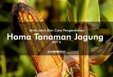 JENIS-JENIS DAN CARA PENGENDALIAN HAMA TANAMAN JAGUNG (PART 2)