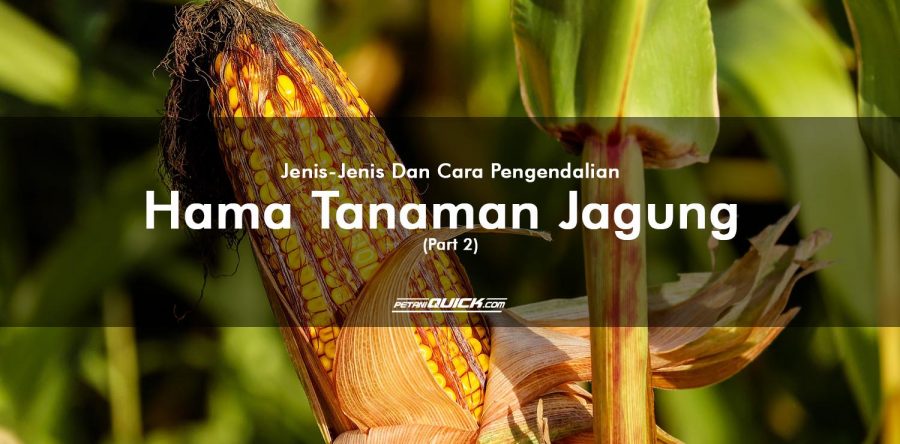 JENIS-JENIS DAN CARA PENGENDALIAN HAMA TANAMAN JAGUNG (PART 2)