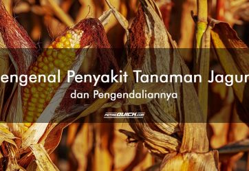 penyakit tanaman, penyakit jagung, pengendalian penyakit