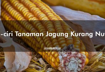 jagung, nutrisi jagung, tanaman jagung, ciri jagung