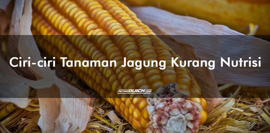 Ciri-ciri Tanaman Jagung Kekurangan Nutrisi