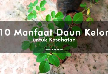 artikel pertanian, ciri daun kelor, daun kelor, khasiat daun kelor, manfaat daun kelor, manfaat daun kelor untuk kecantikan, manfaat daun kelor untuk kesehatan, manfaat tanaman untuk kecantikan, manfaat tanaman untuk kesehatan, Moringa Oleifera, pertanian, petani quick, portal informasi, produk daun kelor