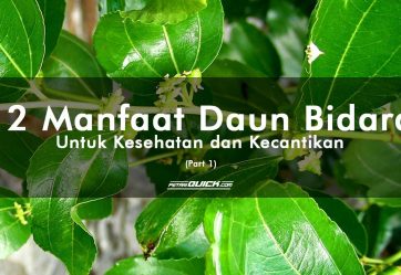 12 Manfaat Daun Bidara untuk Kesehatan dan Kecantikan (part 1)