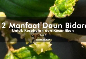 artikel pertanian, daun bidara, khasiat daun bidara, khasiat tanaman, manfaat daun bidara, manfaat tanaman, manfaat tanaman untuk kecantikan, manfaat tanaman untuk kesehatan, petani quick, portal informasi, Ziziphus Mauritiana