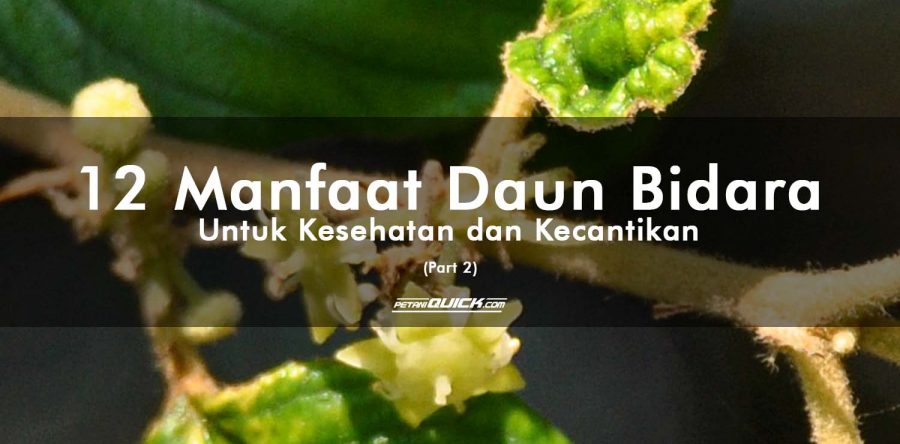 12 Manfaat Daun Bidara untuk Kesehatan dan Kecantikan (part 2)