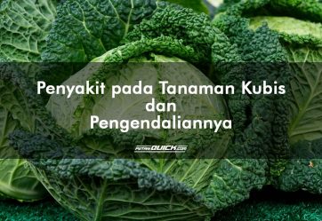 Penyakit pada Tanaman Kubis dan Pengendaliannya