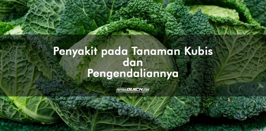 Penyakit pada Tanaman Kubis dan Pengendaliannya