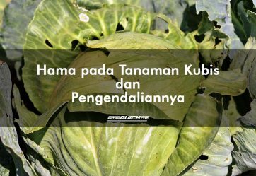 Hama pada Tanaman Kubis dan Pengendaliannya