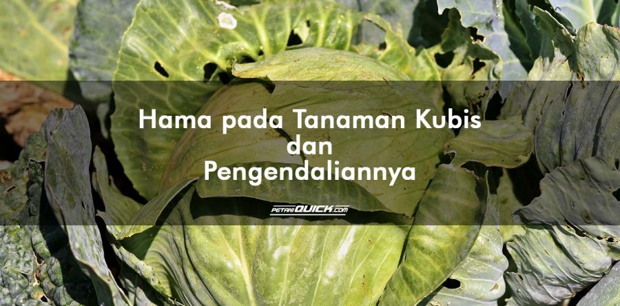 Hama pada Tanaman Kubis dan Pengendaliannya