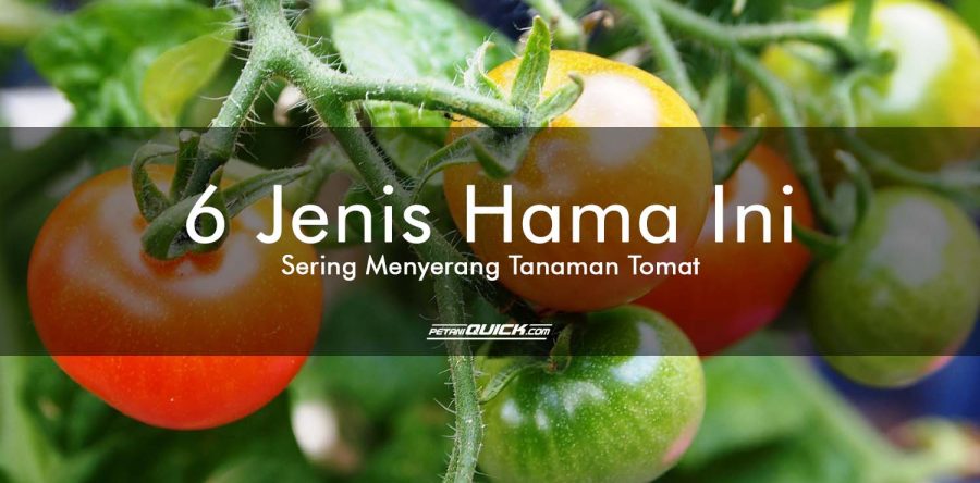 6 Jenis Hama Ini Sering Menyerang Tanaman Tomat