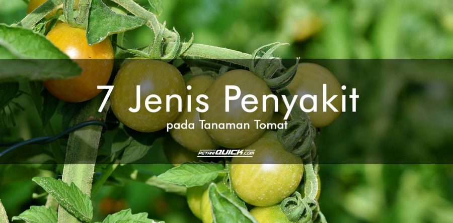 7 Jenis Penyakit Pada Tanaman Tomat