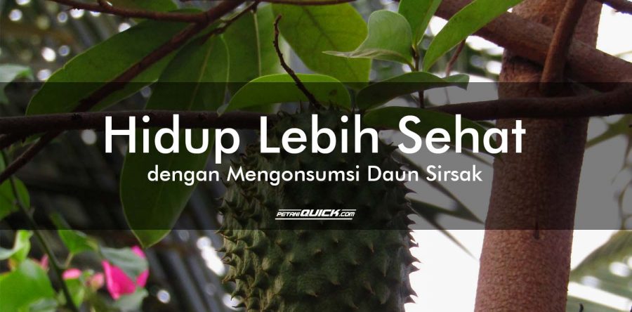 Hidup Lebih Sehat dengan Mengonsumsi Daun Sirsak