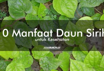 10 Manfaat Daun Sirih untuk Kesehatan (Part 1)