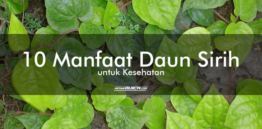 10 Manfaat Daun Sirih untuk Kesehatan (part 2)