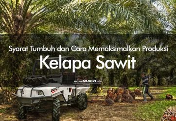 Syarat Tumbuh dan Cara Memaksimalkan Produksi Kelapa Sawit