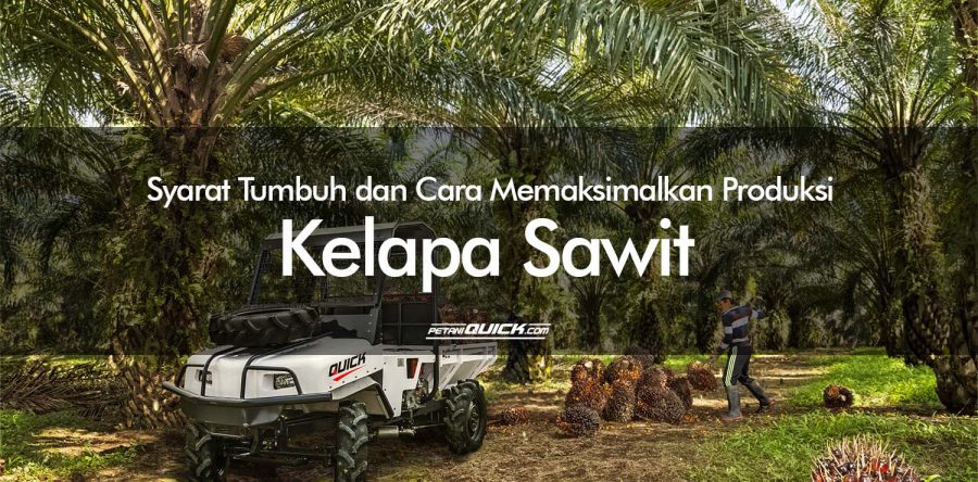 Syarat Tumbuh dan Cara Memaksimalkan Produksi Kelapa Sawit