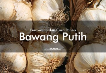 Perawatan dan Cara Panen Bawang Putih