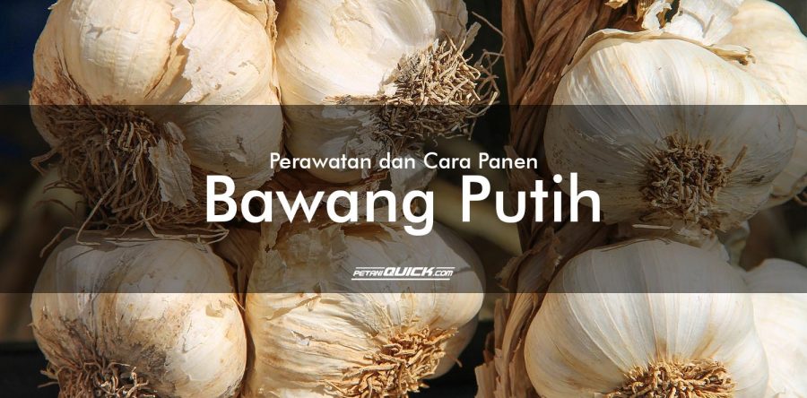 Perawatan dan Cara Panen Bawang Putih