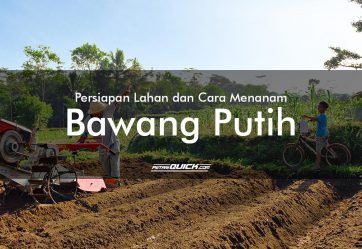 Persiapan Lahan dan Cara Menanam Bawang Putih