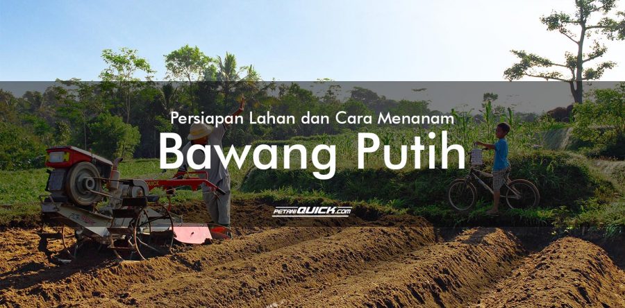 Persiapan Lahan dan Cara Menanam Bawang Putih