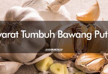 Syarat Tumbuh Bawang Putih