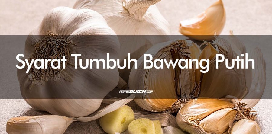 Syarat Tumbuh Bawang Putih
