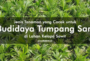 Jenis Tanaman yang Cocok untuk Budidaya Tumpang Sari di Lahan Kelapa Sawit