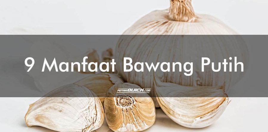 9 Manfaat Bawang Putih